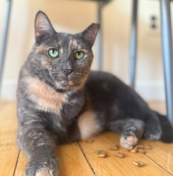Bella, a rescued tripod cat, settled safely indoors