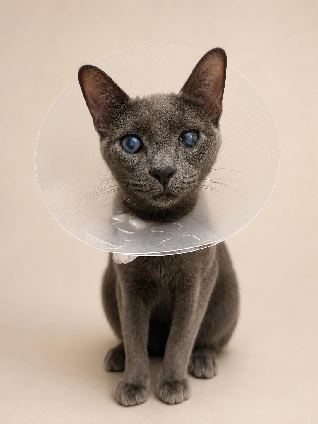 Cristal, a young gray cat with blue eyes wearing a recovery cone