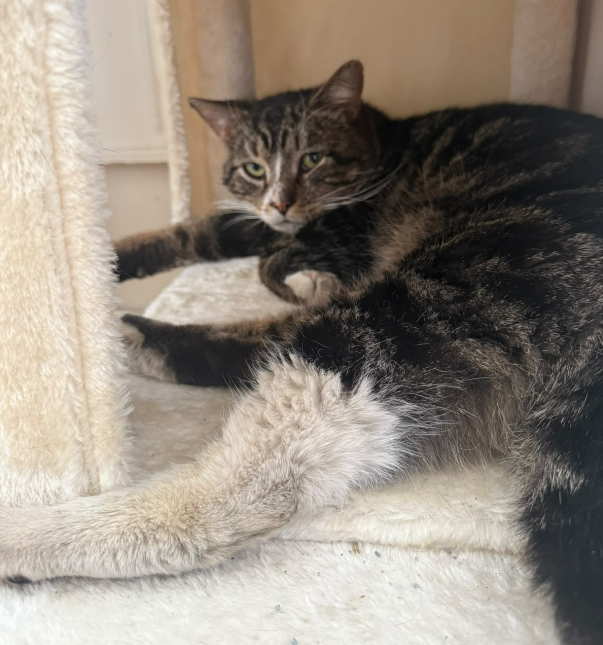 Enzo, a rescued cat, looking calmly toward the camera indoors