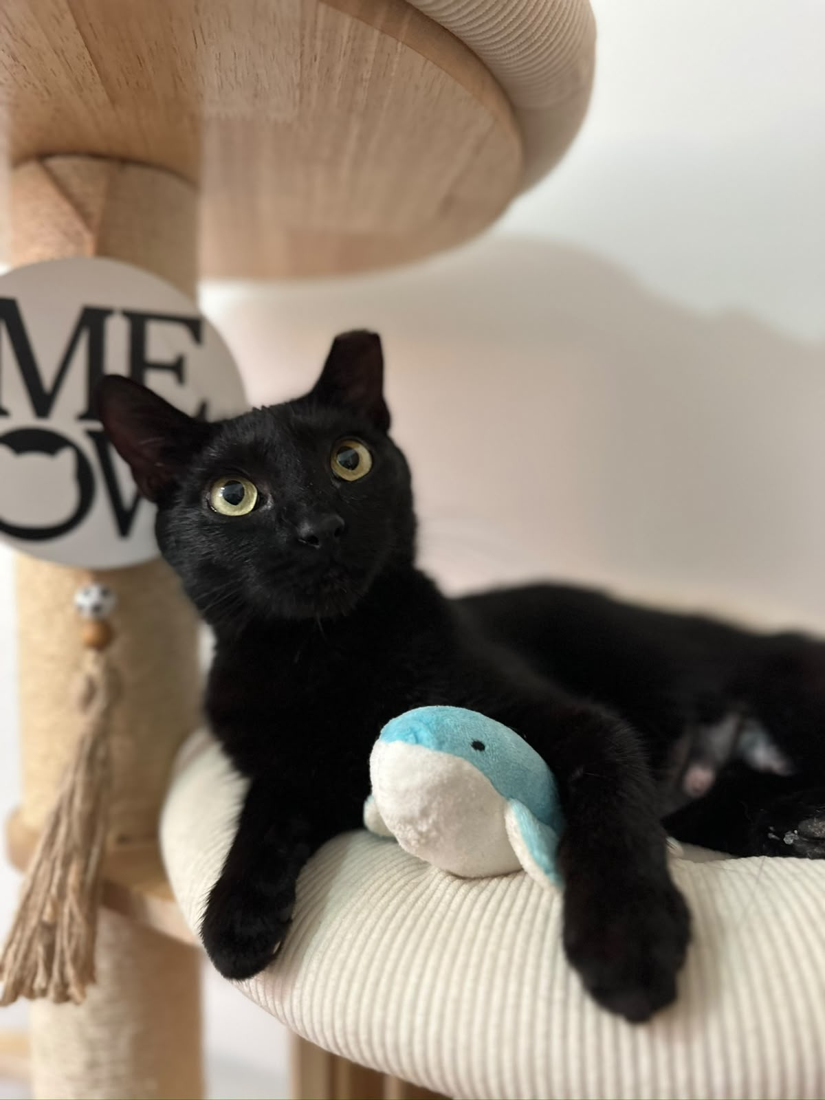 Photo of Orion, a young black rescued cat resting on a cat tree with a plush toy