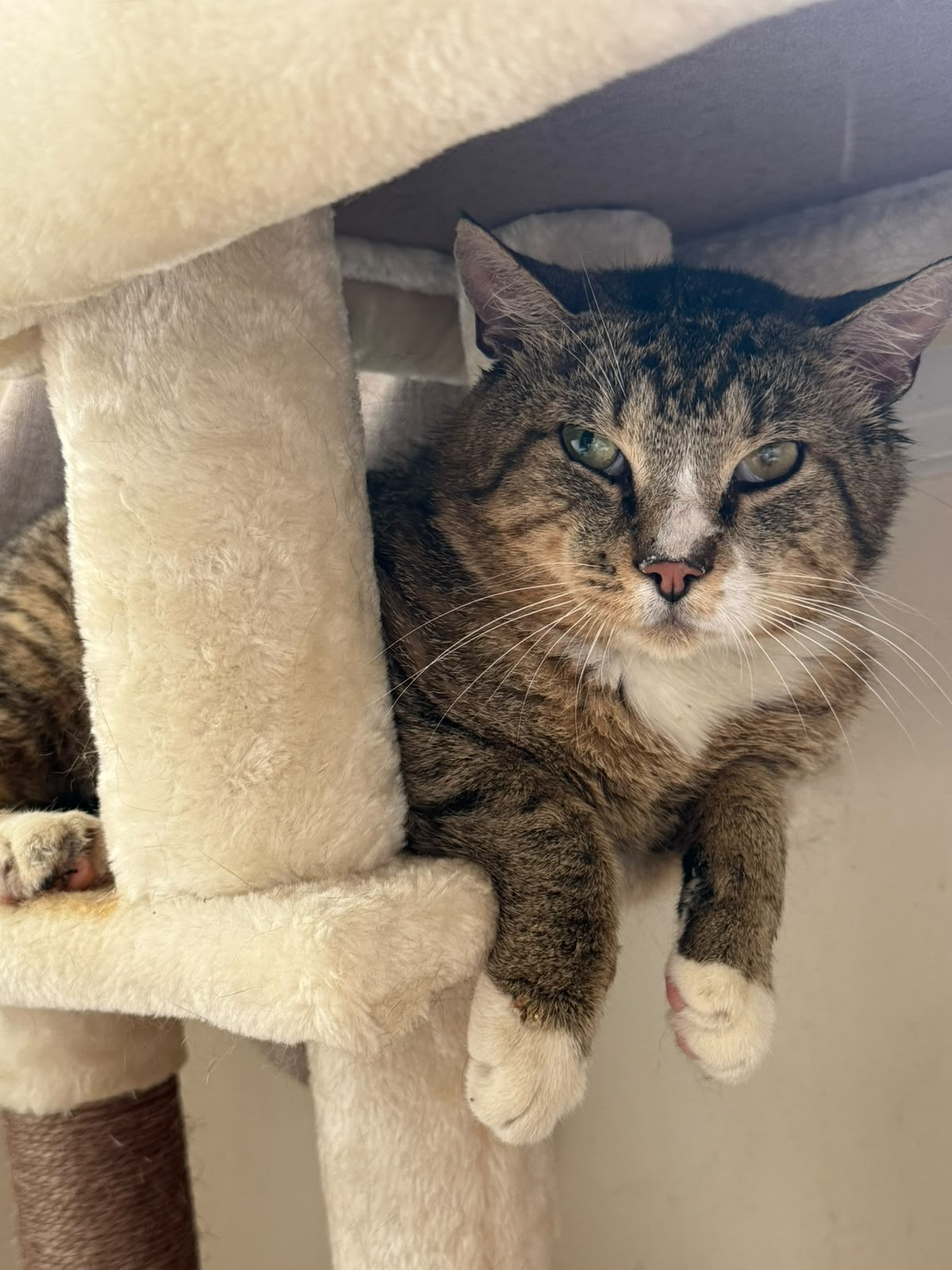 Tim, a gentle three-legged rescued cat, at home indoors