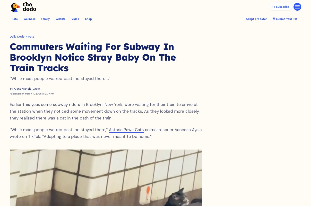 Preview of The Dodo article about commuters noticing a stray kitten on the Brooklyn subway tracks